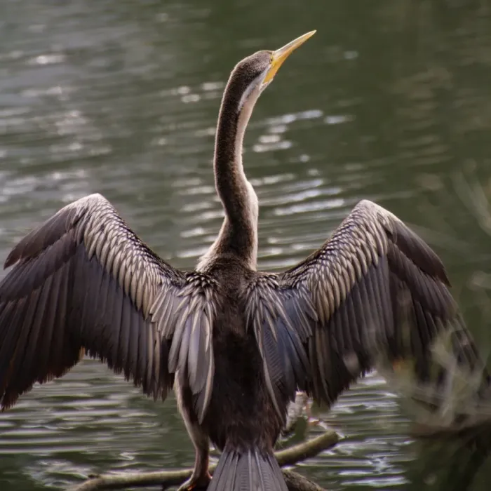 Framed Print : Australasian Darter