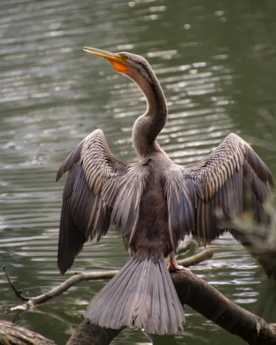 Framed Print : Australasian Darter Framed Print : Australasian Darter