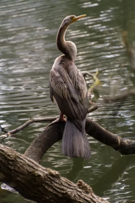 Framed Print : Australasian Darter