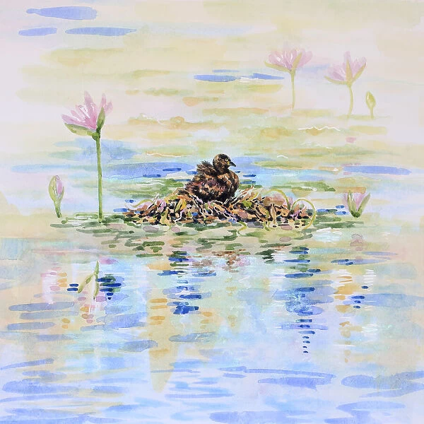 Australasian Grebe Water Bird Nesting in Lily Pond Watercolor Painting