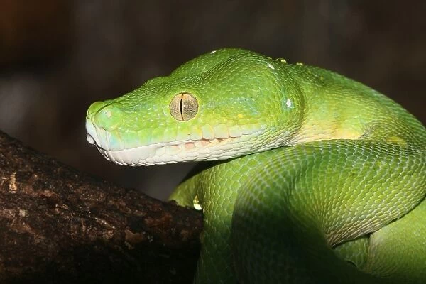Australasian green tree python