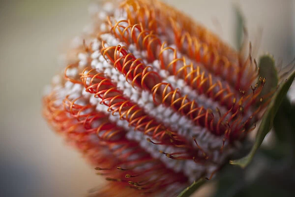 australia, banksia, beauty in nature, botany, color, day, detail, flower, flower head