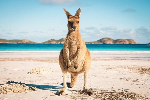 Australia beach Kangaroo