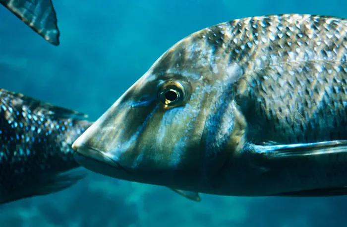 Framed Print : Australia, Close-Up, Nature, Ningaloo Reef, Nobody, Outdoors, Reef, Swimming, fish animal