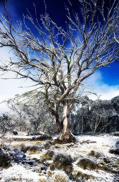 Australia, Dinner Plain, snow covered field with bare Mountain Snow Gum tree