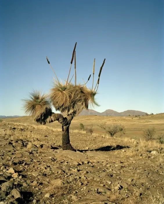 Framed Print : Australia, Flinders Ranges, Blackboy( Xanthorrhoea preissii) on desert