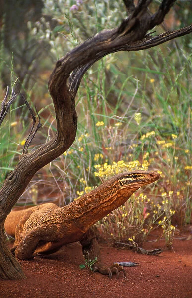 Australia, Little Sandy Desert, Goulds monitor lizard, side view