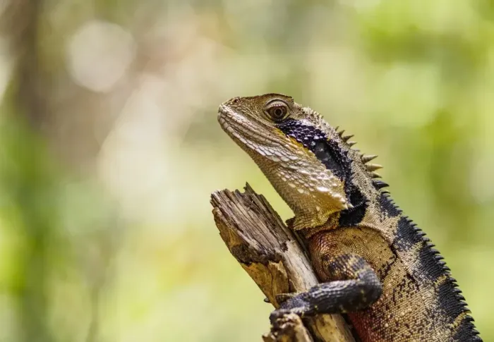 Framed Print : Australia, New South Wales, Blackheath, Water dragon (Intellagama lesueurii) perching on branch Framed Print : Australia, New South Wales, Blackheath, Water dragon (Intellagama lesueurii) perching on branch