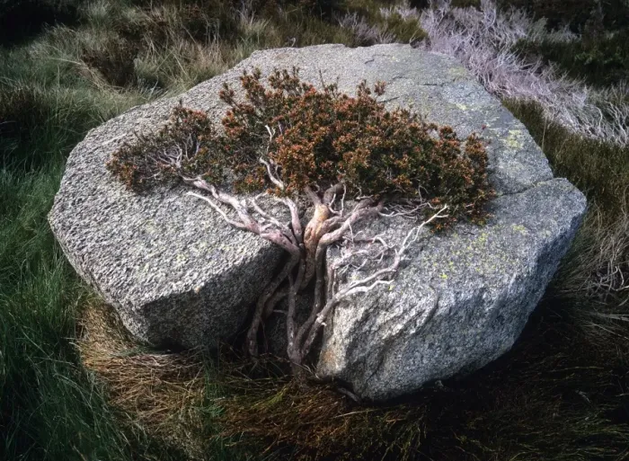 Framed Print : Australia, New South Wales, Kosciuszko National Park, prostrate bush