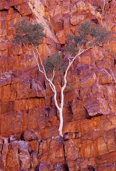 Australia, Northern Territory, bloodwood tree on face of cliff
