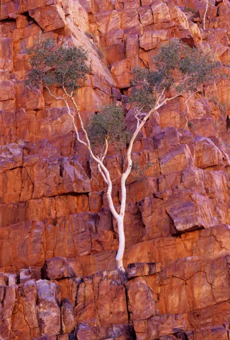 Framed Print : Australia, Northern Territory, bloodwood tree on face of cliff