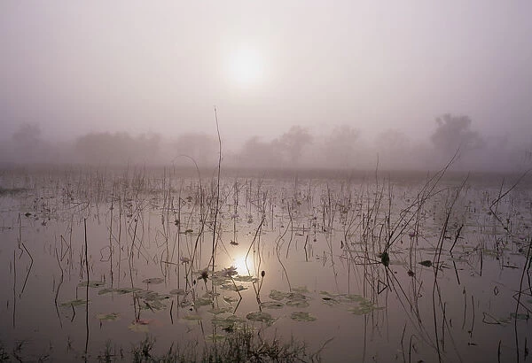 Australia, Northern Territory, fog over lotus lilies in pond