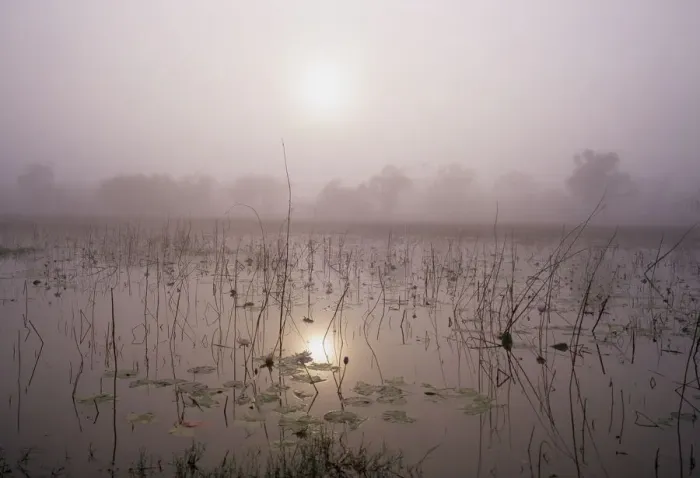 Framed Print : Australia, Northern Territory, fog over lotus lilies in pond Framed Print : Australia, Northern Territory, fog over lotus lilies in pond