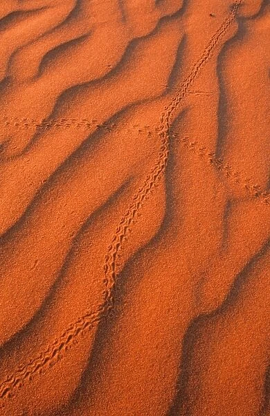 Australia, Northern Territory, Simpson Desert, beetle tracks in sand