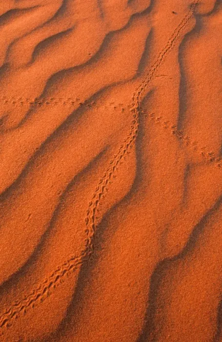 Framed Print : Australia, Northern Territory, Simpson Desert, beetle tracks in sand