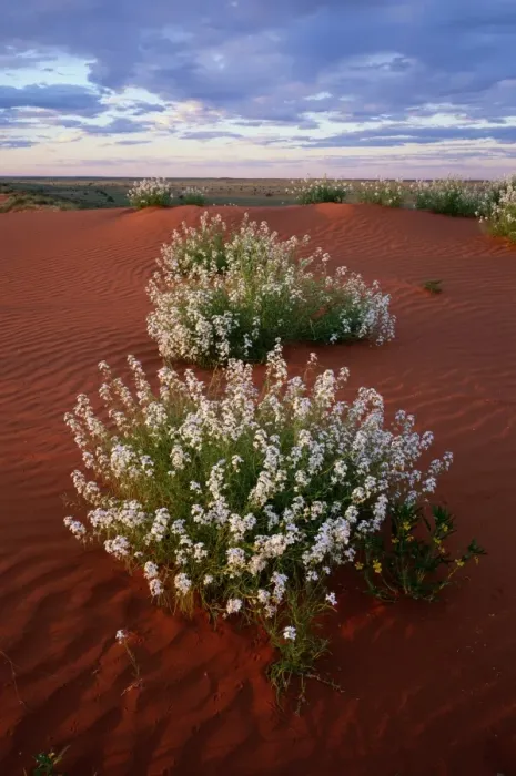 Framed Print : Australia, Northern Territory, Simpson Desert, wildflowers on dune