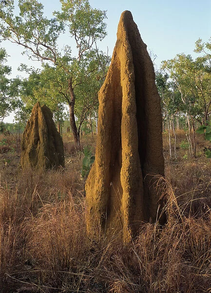 Australia, Northern Territory, termite mounds near Roper River