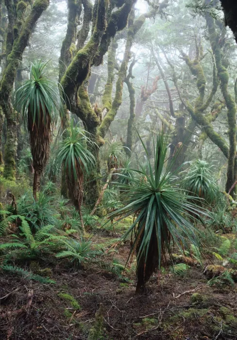 Framed Print : Australia, Tasmania, alpine rainforest near Mt. Anne