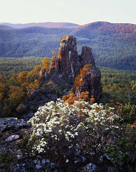 Australia, Tasmania, Nichols Cap surrounded by wildflowers