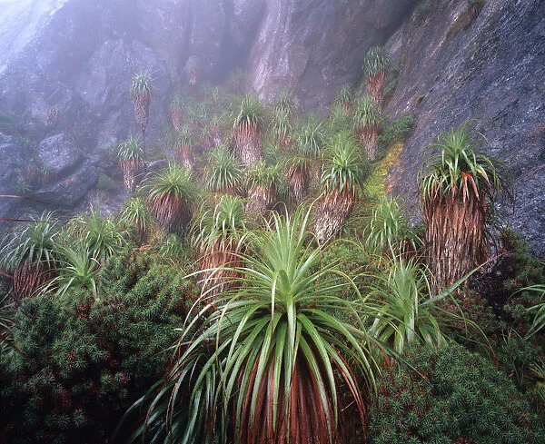 Australia, Tasmania, Southwest National Park, Richea pandanifolias in mist
