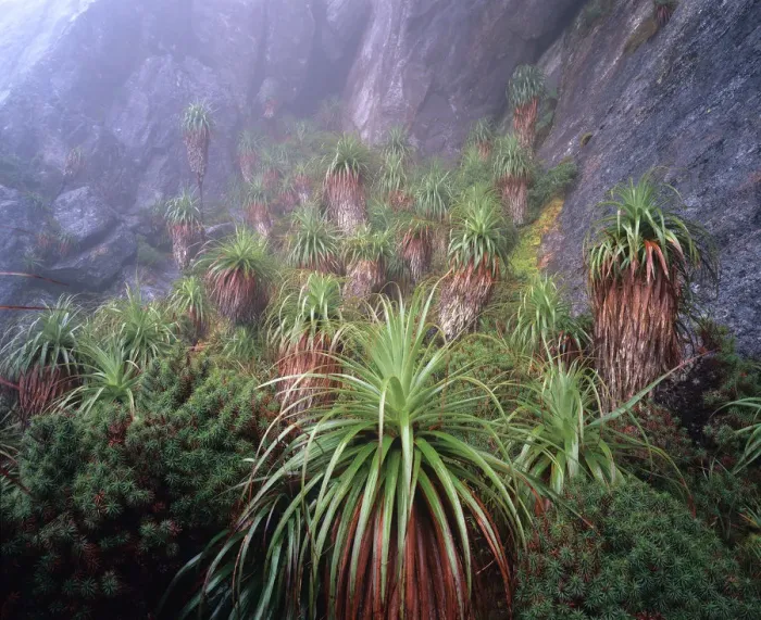 Framed Print : Australia, Tasmania, Southwest National Park, Richea pandanifolias in mist Framed Print : Australia, Tasmania, Southwest National Park, Richea pandanifolias in mist