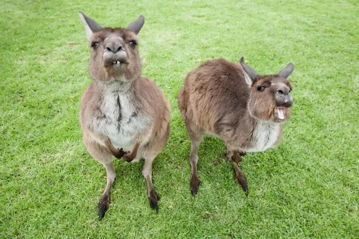 Framed Print : Australian, Australia, native, creature, animal, nature, kangaroo, grass, green