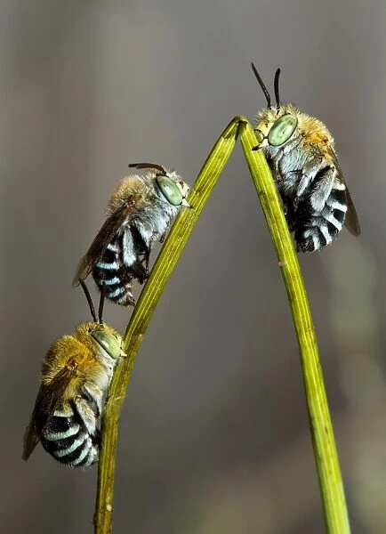Australian Blue Banded Bees roosting on a twig