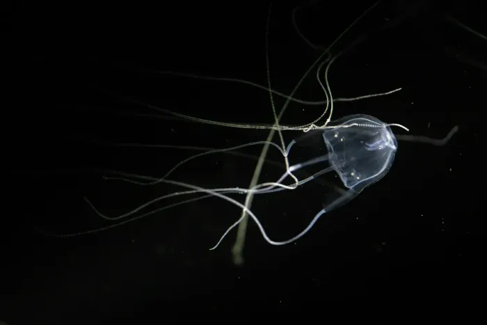 Framed Print : Australian Box Jellyfish Framed Print : Australian Box Jellyfish