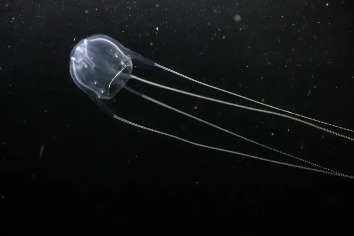 Framed Print : Australian Box Jellyfish