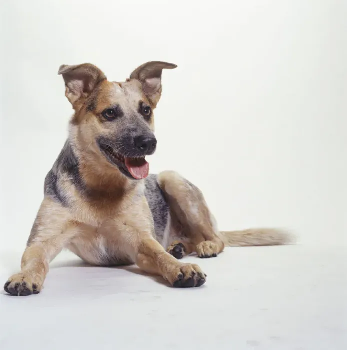 Framed Print : Australian Cattle Dog Lying Down, (Portrait) Framed Print : Australian Cattle Dog Lying Down, (Portrait)
