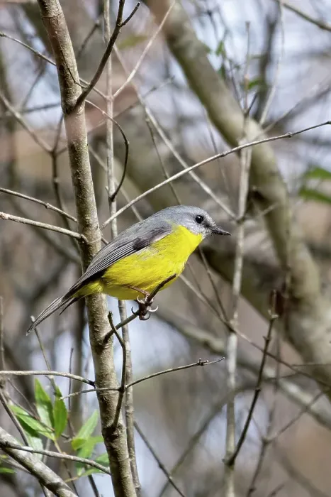 Framed Print : Australian Eastern Yellow Robin