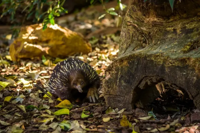 Framed Print : Australian Echidna