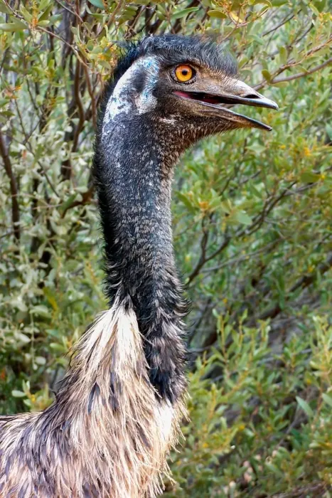 Framed Print : Australian Emu