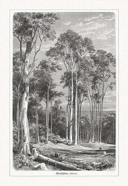 Australian eucalyptus forest, wood engraving, published in 1897