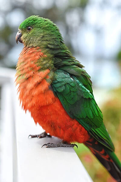 Australian female King parrot (Alisterus scapularis)
