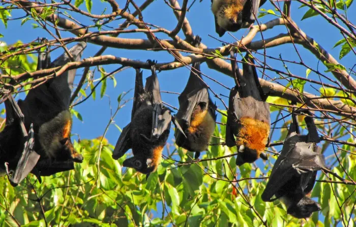 Framed Print : Australian Flying Foxes Framed Print : Australian Flying Foxes