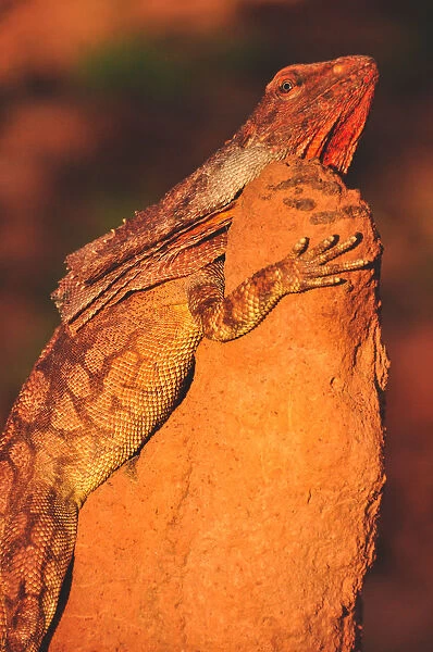 Australian frill necked lizard