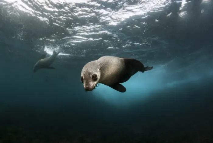 Framed Print : Australian fur seal pup at Montague Island Framed Print : Australian fur seal pup at Montague Island