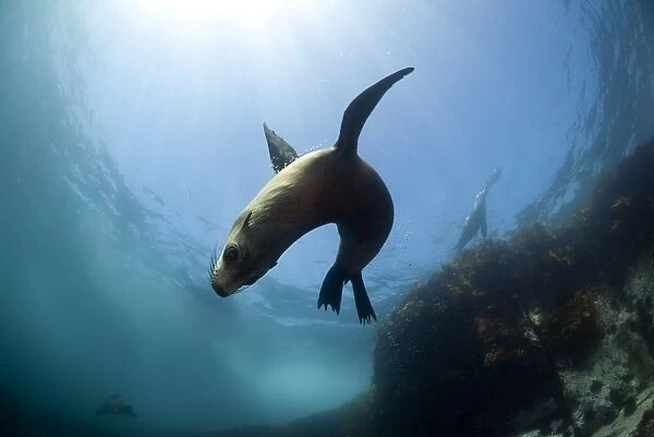 Australian fur seal with sun burst