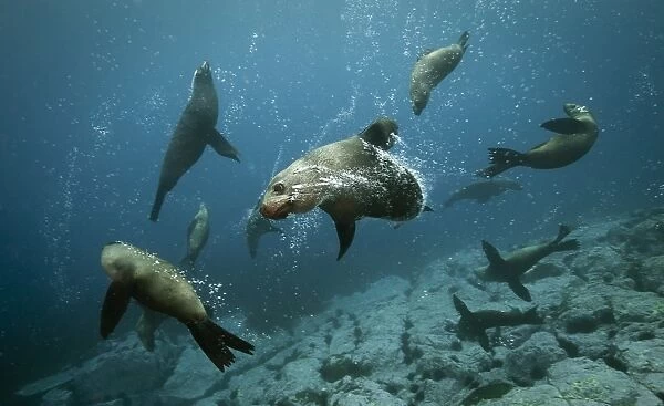 Australian Fur Seals, dog fight