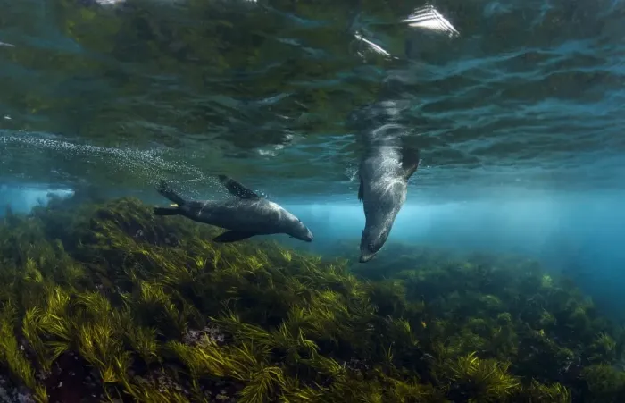 Framed Print : Australian fur seals in sea grass