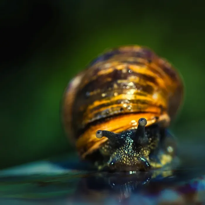 Framed Print : Australian Garden Snail