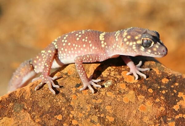 Australian Gecko lizard. South Australia