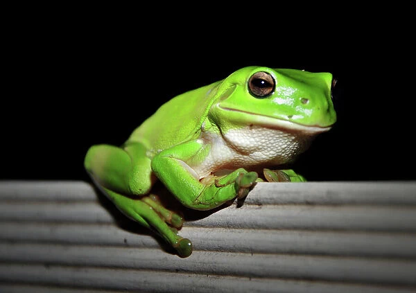 Australian green tree frog