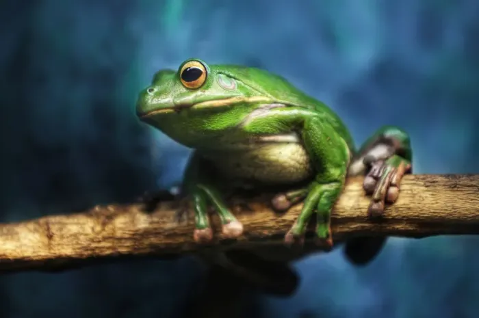 Framed Print : Australian Green Tree Frog, Daintree, Far North Quensland, Australia