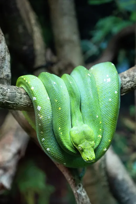 Framed Print : Australian green tree python snake close-up in a tree Framed Print : Australian green tree python snake close-up in a tree