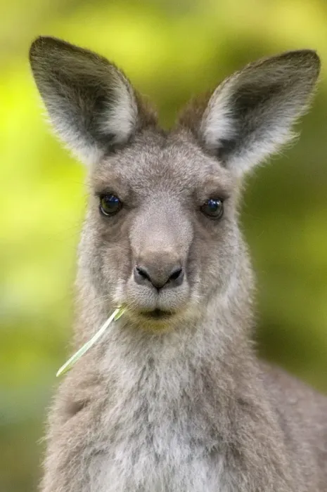 Framed Print : Australian Grey Kangaroo Framed Print : Australian Grey Kangaroo