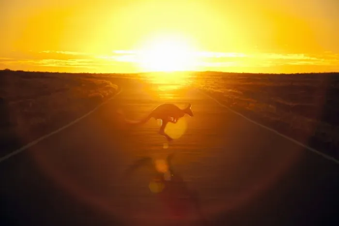 Framed Print : Australian kangaroo