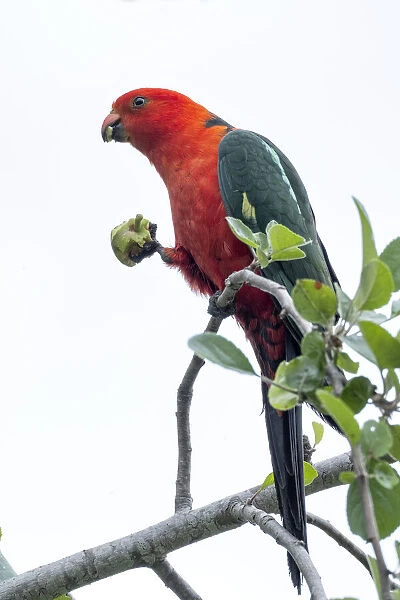 An Australian King Parrot eating an apple off a tree