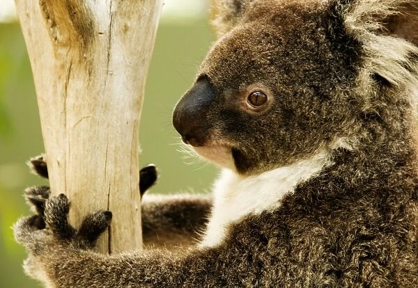 Australian koala in tree